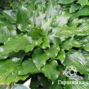 

Хоста Гет Неккид волнистая (M)