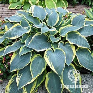 

Хоста Роберт Фрост (M)