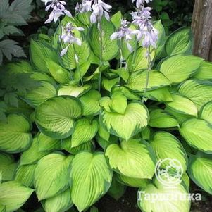 

Хоста Голд Стандарт (ML)