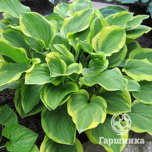 

Хоста Голден Тиара (SM)