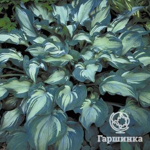 Хоста Гардиан Ангел L 600₽