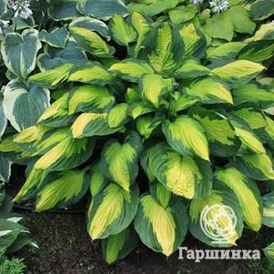 

Хоста Капитан Кирк (ML)