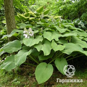 

Хоста Кингсайз (XL)