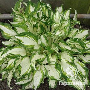 

Хоста Киви Сперминт (М)