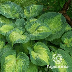 

Хоста Колор Глори (ML)