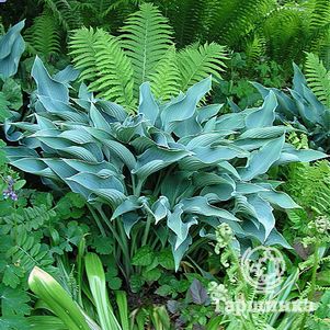 

Хоста Кросса Регал (L)