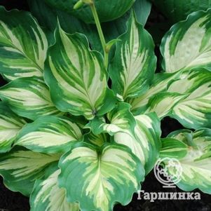 Хоста Лейксайд Пейсли Принт M 880₽