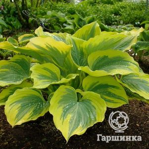 

Хоста Либерти (VL)