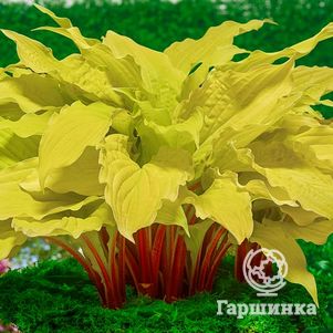 Хоста Липстик Блонд M 890₽