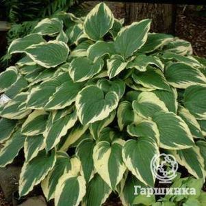 

Хоста Моерхейм (M)