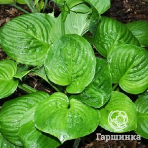 

Хоста Мохито (M)