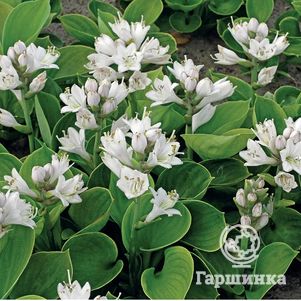 

Хоста Монстр Ирс (M)