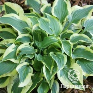 

Хоста Пилгрим (S)