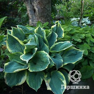 

Хоста Пайзаз (SM)