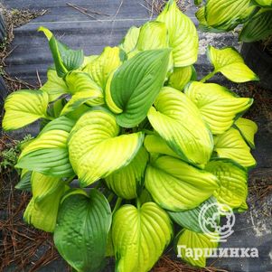 

Хоста Стеэнд Гласс (M)