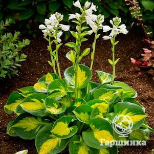 

Хоста Сансет Грувз (M)