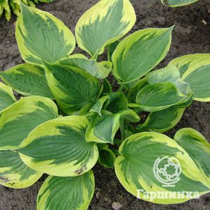 

Хоста Твилайт (M)