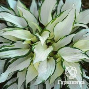 

Хоста Вайт Крисмос (ML)