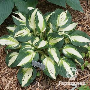 

Хоста Вулкан (М)