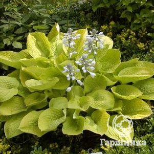 

Хоста Зоундз (ML)