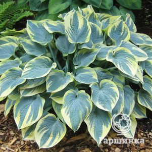 

Хоста Аристократ (M)