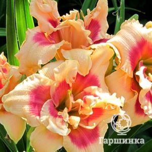 

Лилейник Фоти Секонд Стрит