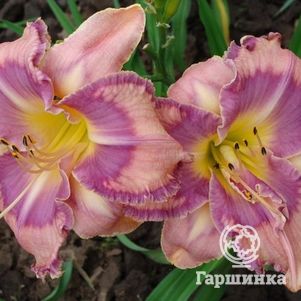 

Лилейник Милдред Митчел