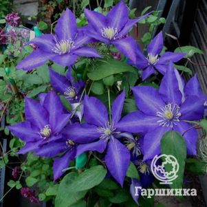 

Клематис Даниэль Деронда крупноцветковый (2)