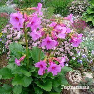 

Инкарвиллея Делвея 2шт