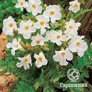 

Инкарвиллея Снотоп