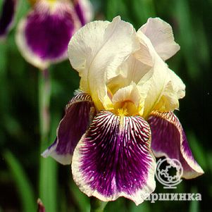 

Ирис бородатый Салоник