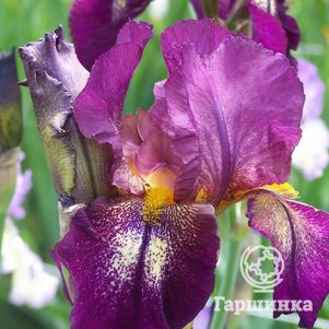 

Ирис бородатый Эттешн Плиз