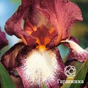 

Ирис бородатый Бургунди Браун