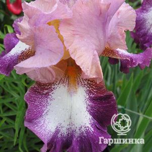 

Ирис бородатый Чейндж Оф Пейс