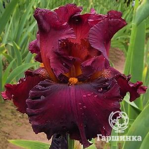 

Ирис бородатый Форт Апач