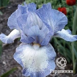 

Ирис бородатый Фротингслош