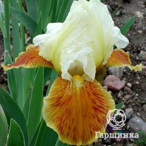 

Ирис бородатый Хони Глэйзд