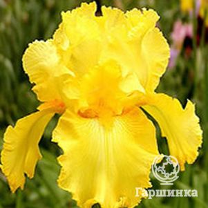 

Ирис бородатый Октобе Сан