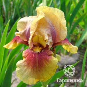 

Ирис бородатый Оклахома Бандит