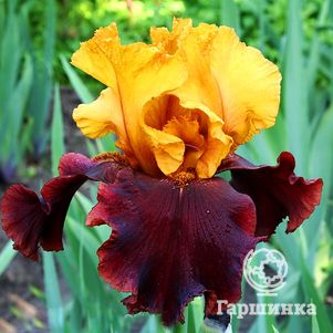 

Ирис бородатый Суприм Султан