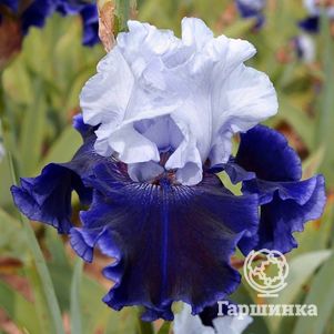 

Ирис бородатый Ворлд Премьер