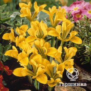 

Ирис Дэнфорда 10шт