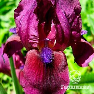 

Ирис карликовый Черри Гарден