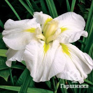 

Ирис мечевидный Голд Баунд