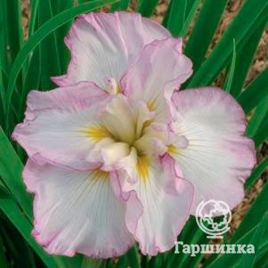 

Ирис мечевидный Леди ин Вотинг