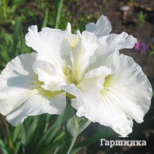 

Ирис сибирский Белиссима