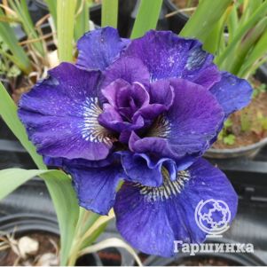 

Ирис сибирский Конкорд Краш