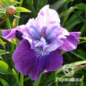 Ирис сибирский Леди Ванесса