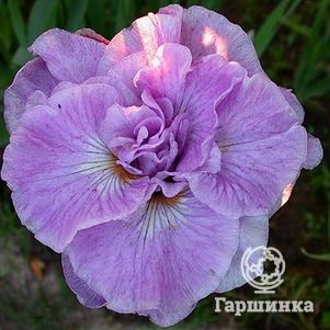 

Ирис сибирский Ригамароле