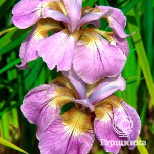 

Ирис сибирский Рикуги Сакура